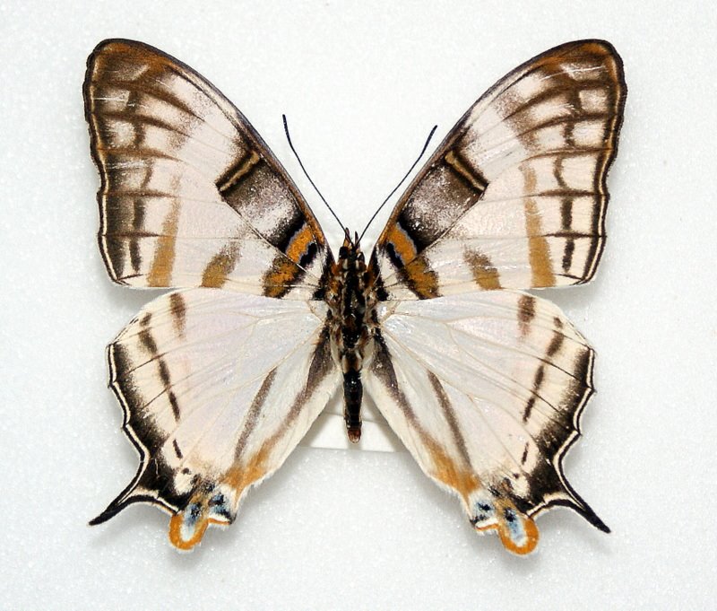 Cyrestis camillus (Aberration, Central African Republic) [Internet image property of respective owner, non commercial use only]